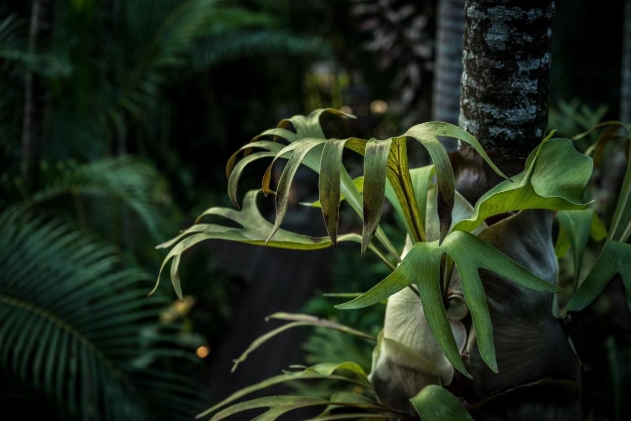 The Palms At Palm Cove