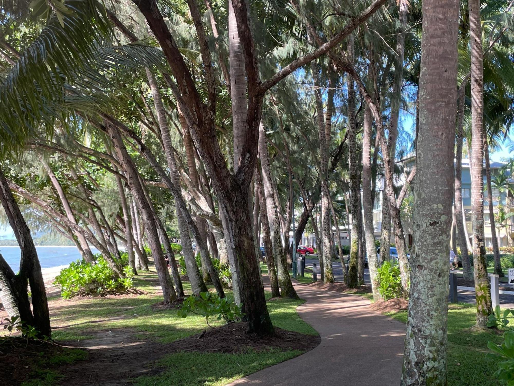 Secluded Tropical Palm Cove