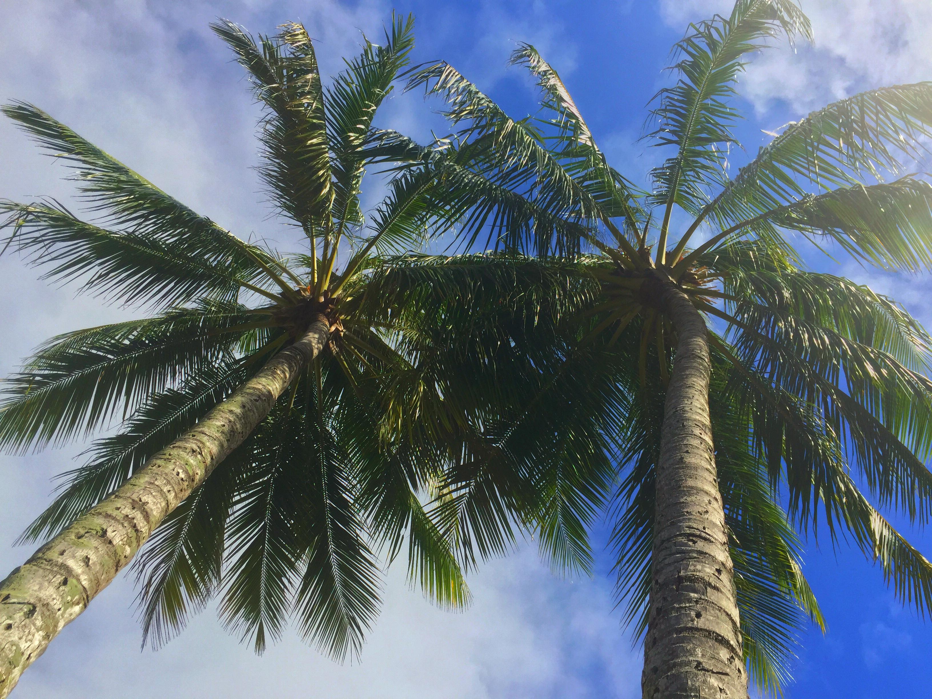 Resort The Reef Retreat Palm Cove