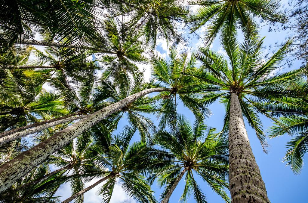 Cairns Beaches Flashpackers Hostel Palm Cove