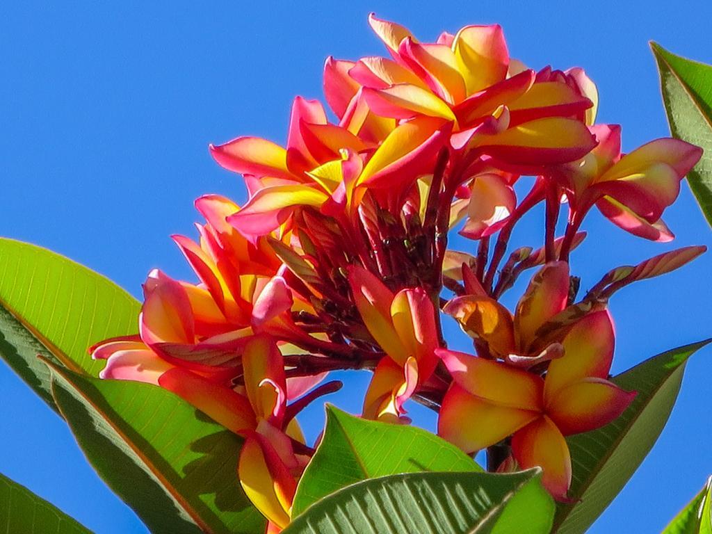 Hostel Cairns Beaches Flashpackers Palm Cove